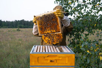 Close-up of bee