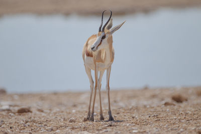 View of deer standing on field