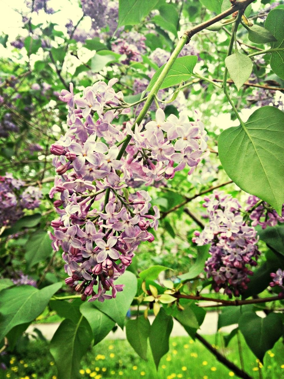 flower, growth, leaf, freshness, beauty in nature, fragility, nature, branch, green color, tree, plant, close-up, focus on foreground, blooming, blossom, pink color, petal, in bloom, outdoors, day