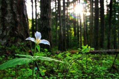 Close-up of flower growing in forest