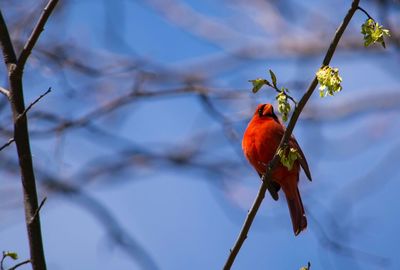 Close-up of bird perching on branch against sky