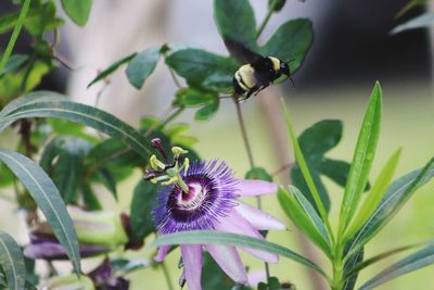 Close-up of insect on purple flower