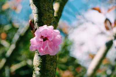 Close-up of pink flowers