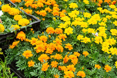 flowering plant