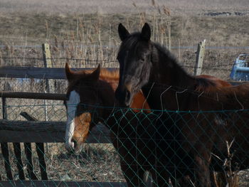 Horse in ranch