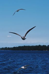 Seagulls flying over lake against sky