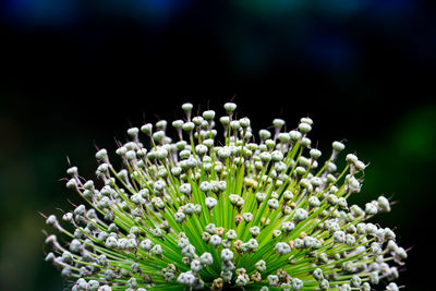 Close-up of flowers blooming outdoors