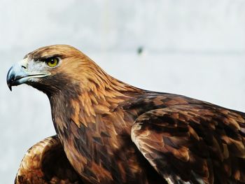 Close-up of eagle