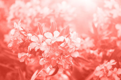 Close-up of pink cherry blossom