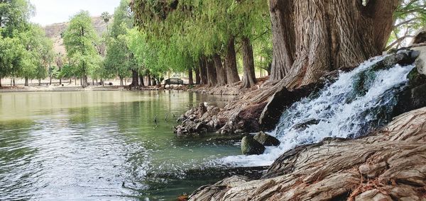 Scenic view of lake in forest