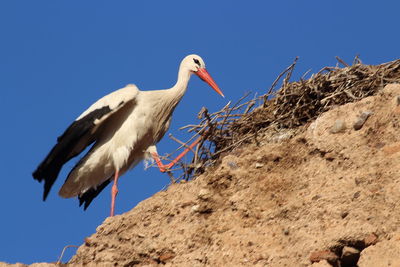 Low angle view of bird perching on rock against sky