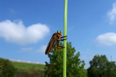 Close-up of dragonfly on plant against sky