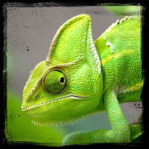 Close-up of snake on leaf