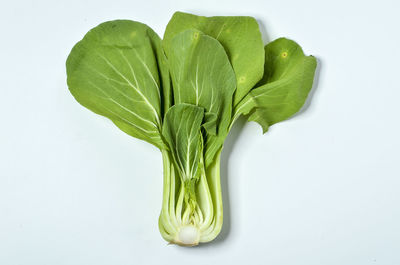 High angle view of plant against white background