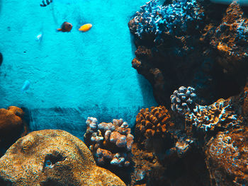 View of fish swimming in sea