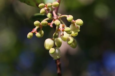 Close-up of berries growing on plant