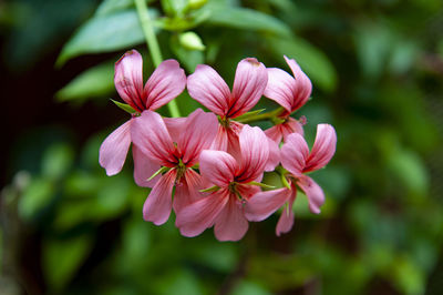 Close-up of pink flowering plant