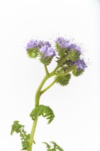 Close-up of flowering plant against white background