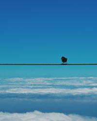 Bird perching on rope against clear blue sky