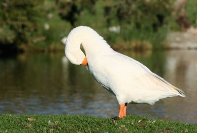 Close-up of white duck in grass