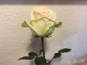 Close-up of rose blooming outdoors