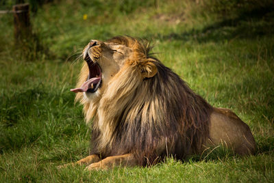 Lion yawning on field