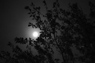 Low angle view of trees against sky