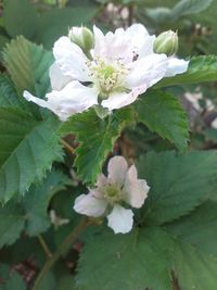 Close-up of white flowering plant