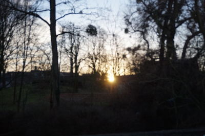 Bare trees on landscape at sunset