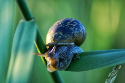 Close-up of snail on plant