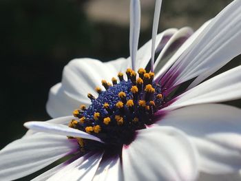 Close-up of fresh white flower blooming outdoors