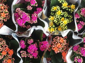 Colorful flowers in market
