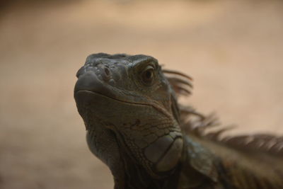 Close-up of lizard on land