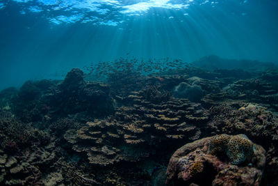 Aerial view of coral in sea