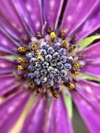 Macro shot of purple flowering plant