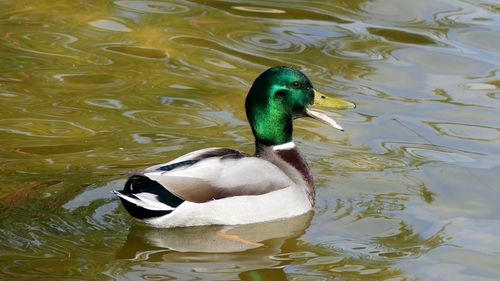 Duck swimming in a lake