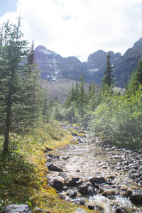 River flowing through forest