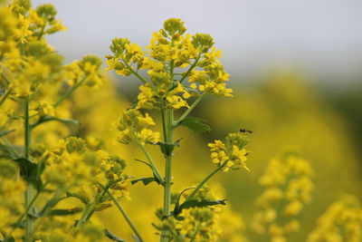 Close-up of yellow flowering plants on field