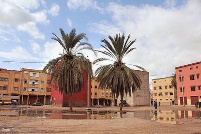 Palm trees against buildings