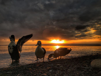 Flock of seagulls on beach during sunset