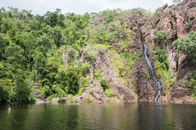 Scenic view of river amidst trees in forest