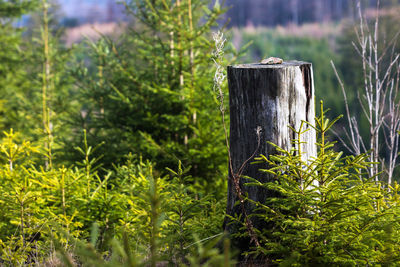 Close-up of wooden post on tree stump in forest