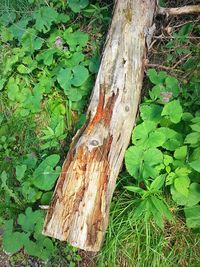 High angle view of tree trunk on field