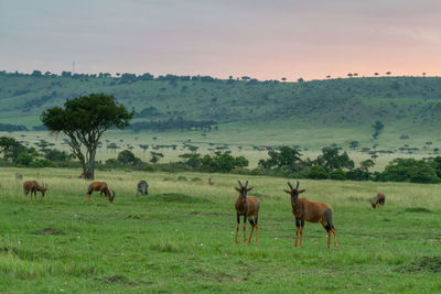 Herd of topi antelope grazing in a field in the masai mara in kenya. 