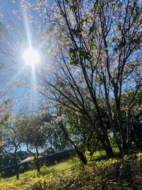 Low angle view of sunlight streaming through trees in forest