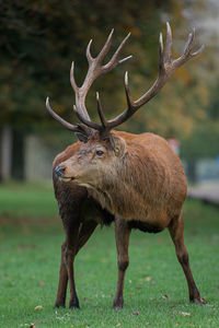 Large red stag on the alert during the autumn rutting season