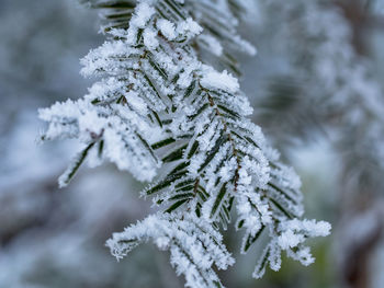 Close-up of frozen tree branch during winter