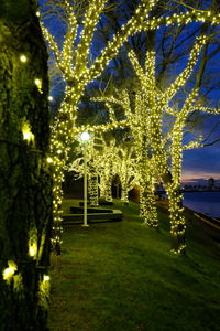 Trees in illuminated park at night