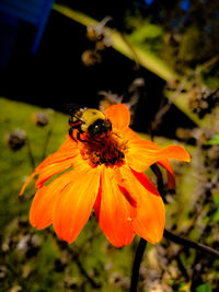 Close-up of bee pollinating on yellow flower