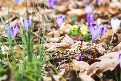 Close-up of purple crocus flowers on field